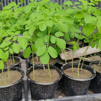 ODC-3 Drumstick Plants