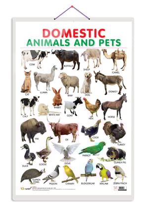 Domestic Animals and Pets Early Learning Educational Chart for Kids | 20"X30" inch |Non-Tearable and Waterproof | Double Sided Laminated | Perfect for Homeschooling, Kindergarten and Nursery Students