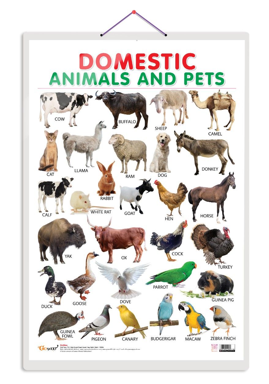 Domestic Animals and Pets Early Learning Educational Chart for Kids | 20"X30" inch |Non-Tearable and Waterproof | Double Sided Laminated | Perfect for Homeschooling, Kindergarten and Nursery Students