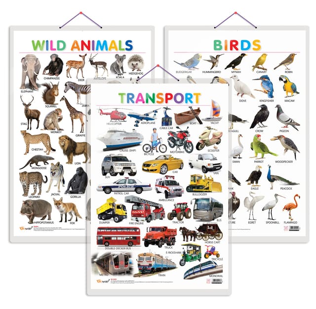 Wild Animals And Birds