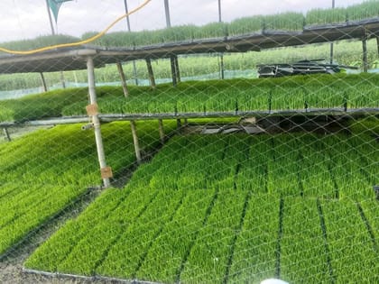 Plastic Paddy Seedling Tray for Agriculture Farming