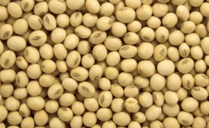 Soyabean - Whole