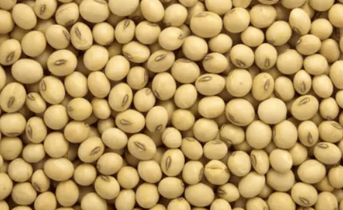 Soyabean - Whole