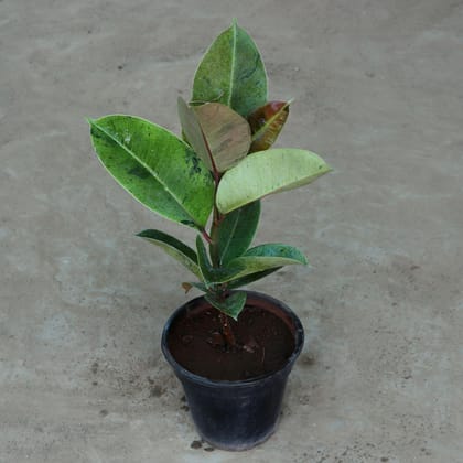 Variegated Green Rubber Plant in 6 Inch Plastic Pot