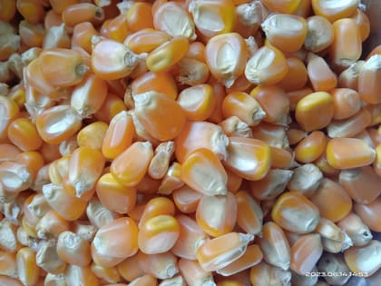 Uzhavan Unavu - Organic - Corn / Maize/ Makka/Makkajonna/Makka Chollam -1 kg