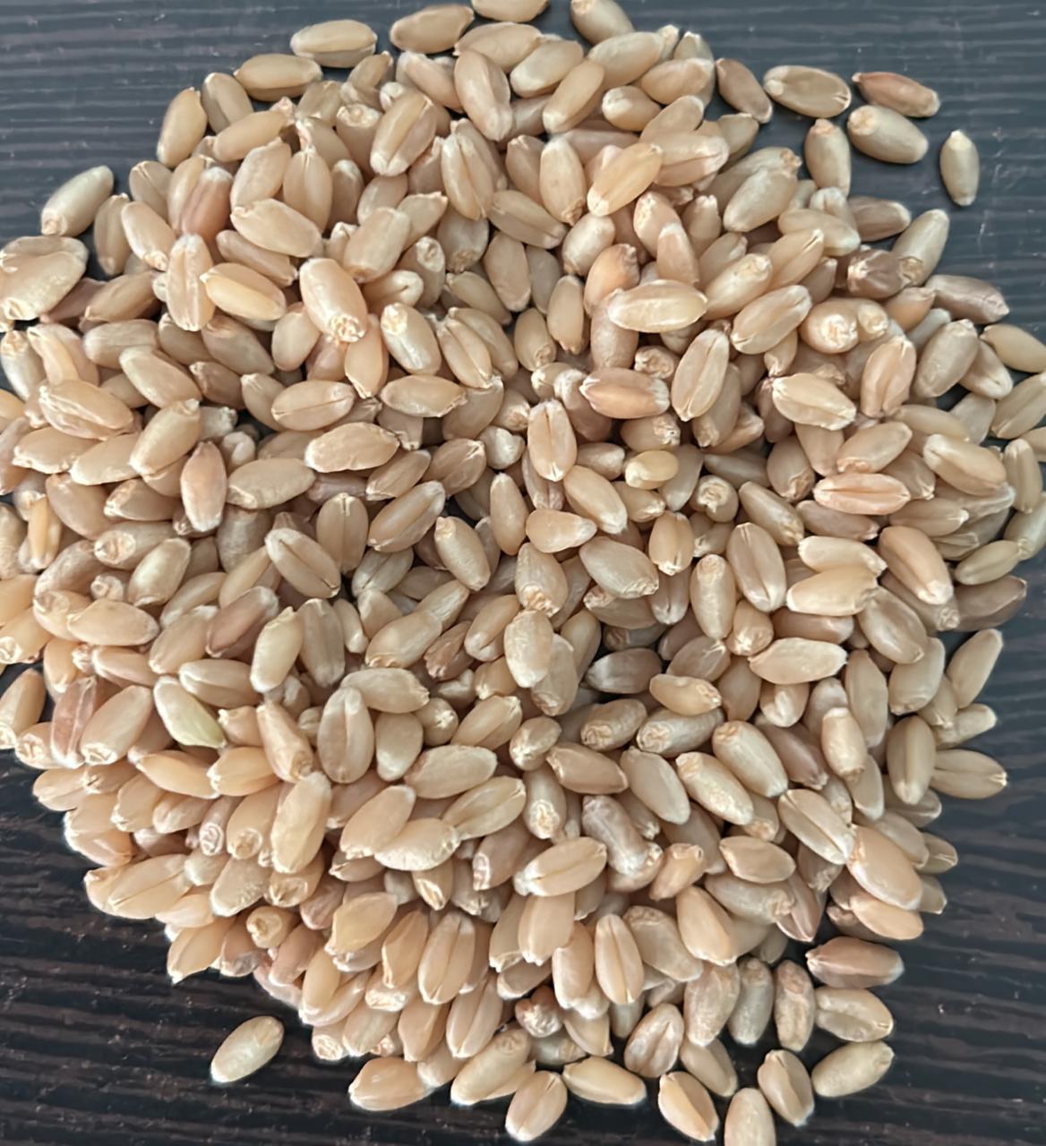 Wheat Loose | Gehun Sabut |  1 kg