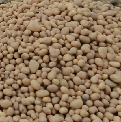 Potato
