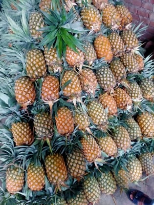 PINEAPPLE