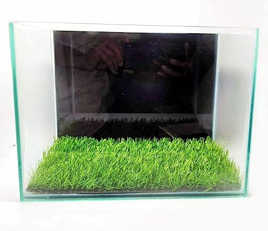 How to make a grass carpet in your aquarium?