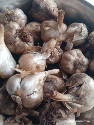 Uzhavan Unavu - Kodaikanal - Poombarai Malai Poondu / Hill Garlic (More Medicinal Value) - 500 Gms