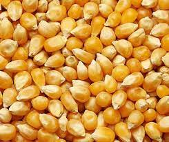 Maize