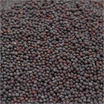 BLACK MUSTARD