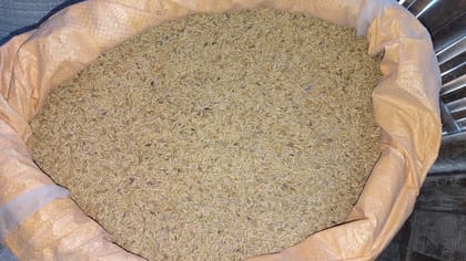 Rice