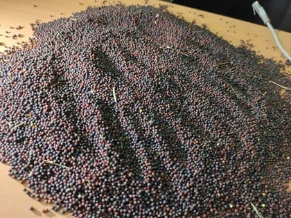 Mustard seeds