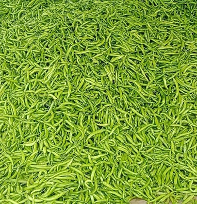 Green Chilli (Tara variety)