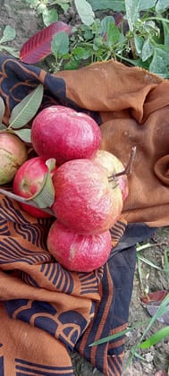 Prayagraj Surkha Amrud (Guava)