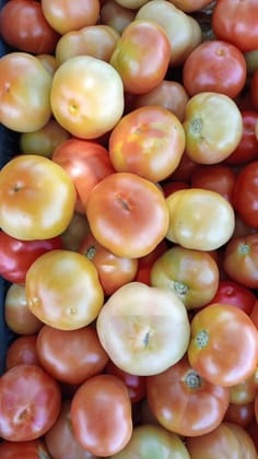 A grade tomato