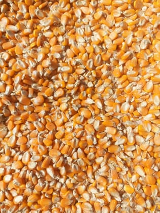 Maize
