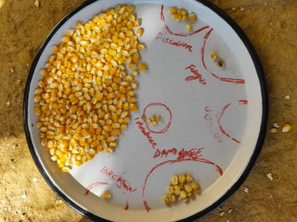 Yellow Maize
