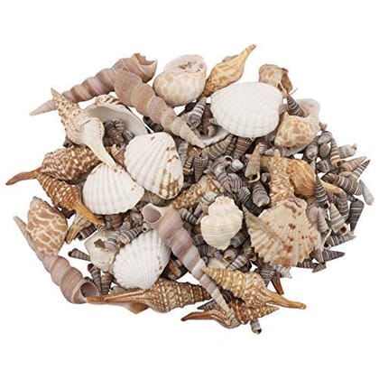 Darmika Mix Pattern Sea Shells for Jewelry Making Craft Decoration Big Size Half Shape Spiral Shell | Aquarium Decoration Home Decoration and Aquarium, Brown-Cream (5kg)