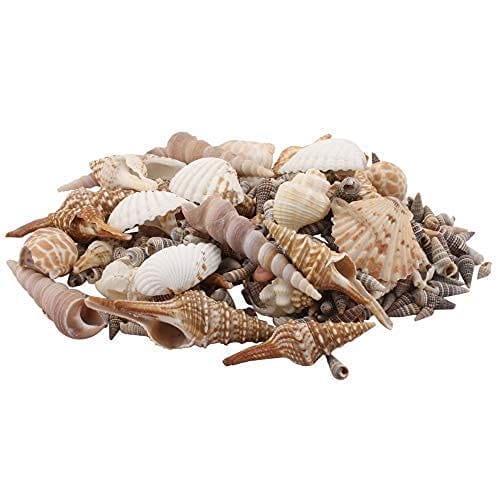 Darmika Mix Pattern Sea Shells for Jewelry Making Craft Decoration Big Size Half Shape Spiral Shell | Aquarium Decoration Home Decoration and Aquarium, Brown-Cream (5kg) - Pooja Needs | Buy online on ZillyBuy