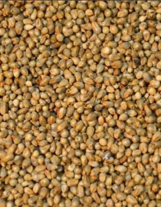 pearl millet