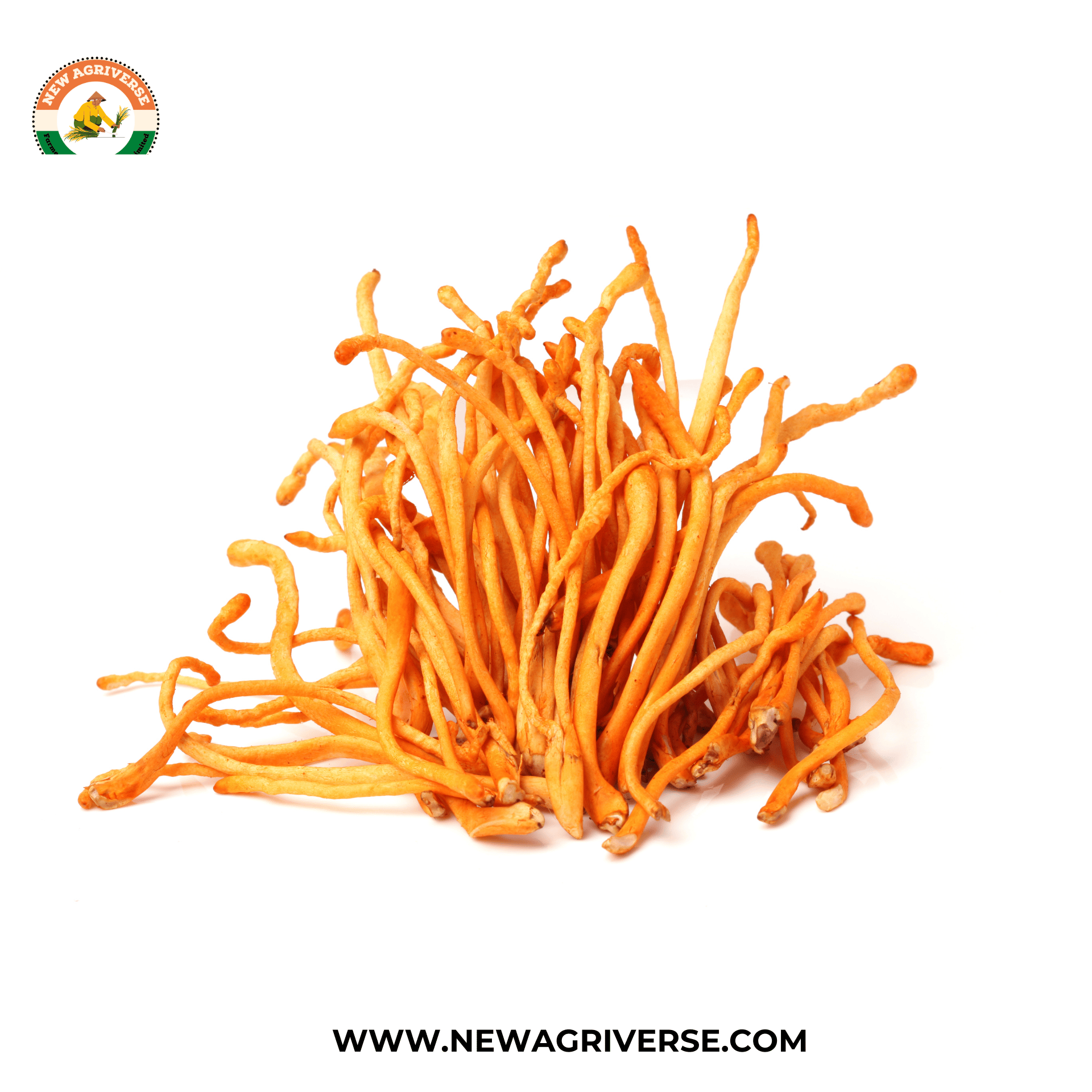 Cordyceps Militaris (Keedajadi) 30gm