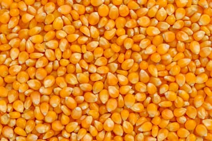 Maize