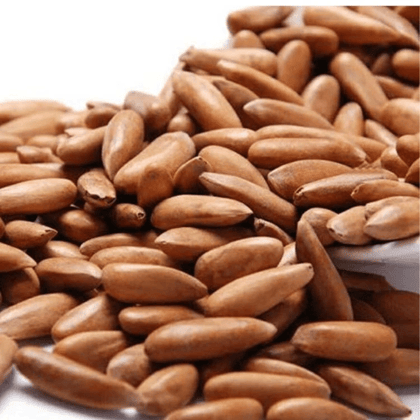 PepClove CHILGOZA/ PINE NUTS | Weight Reducing | Healthy