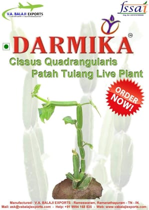 Darmika Cissus Quadrangularis Or Asthisamharaka Live Plant one