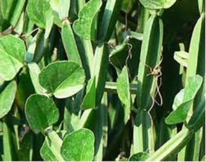 Darmika Cissus Quadrangularis Or Asthisamharaka Live Plant one