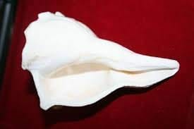 DARMIKA Rameswaram. Shell Valampuri/Dakshinavarti Shankh (13-14 cm, White)