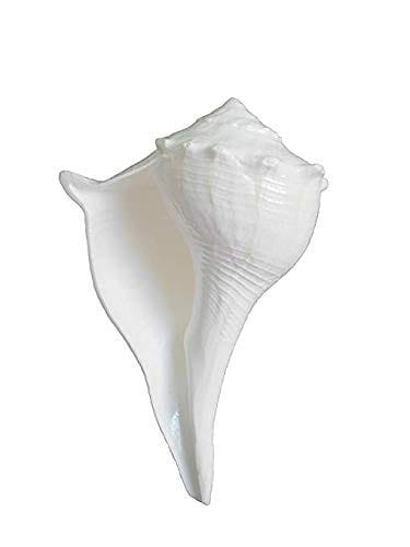 DARMIKA Rameswaram. Shell Valampuri/Dakshinavarti Shankh (13-14 cm, White) - Pooja Needs | Buy online on ZillyBuy