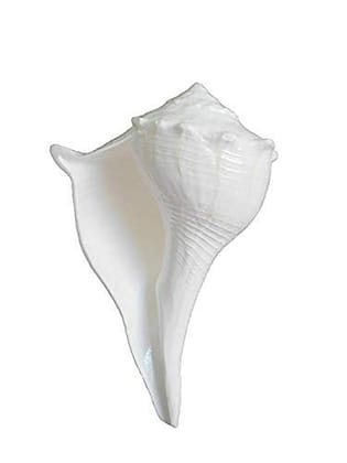 DARMIKA Rameswaram. Shell Valampuri/Dakshinavarti Shankh (13-14 cm, White)