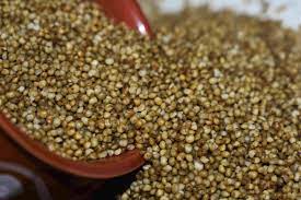 Foxtail millets-korale