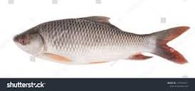 Rohu Fish