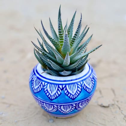 Hawortiya Zebrina Succulent in 3 Inch Designer Apple Ceramic Pot (any colour & design)