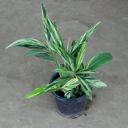Alpinia Plant in 10 Inch Plastic Pot