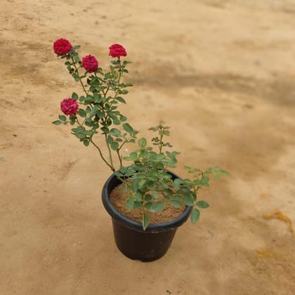 English Rose Red in 10 Inch plastic pot