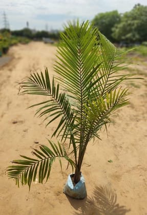 Exotic Ravina palm / Ravenea palm (~6 feet) in 12 Inch Nursery Bag - Large Indoor Air Purifying Plant