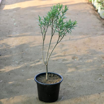 Kaner / Oleander (any colour) in 10 Inch Plastic Pot