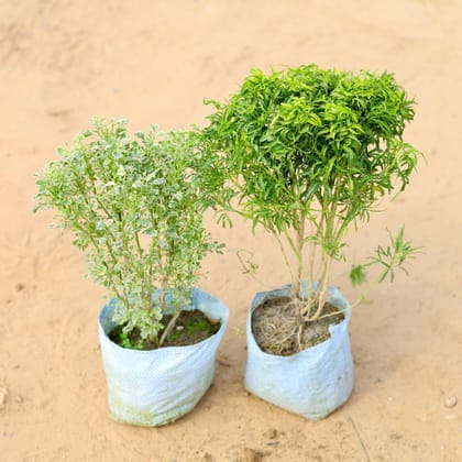 Set of 2 - Aralia (White & Green) in 7 Inch Nursery Bag
