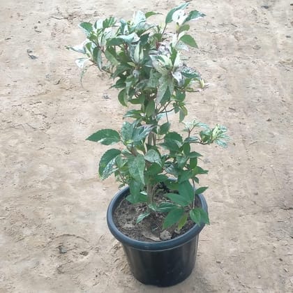 Hibiscus Variegated (any colour) in 8 Inch Plastic pot