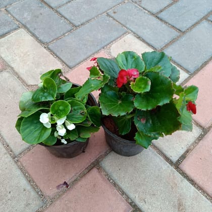 Set of 2 - Begonia (Red & White) in 4 Inch Plastic Pot