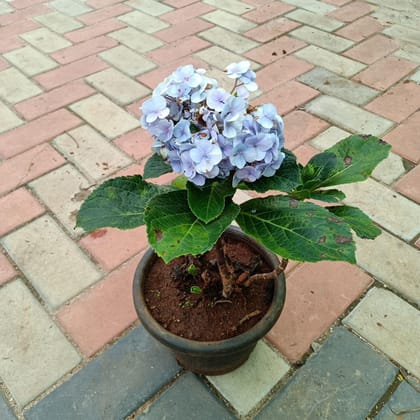 Hydrangea (Any colour) in 6 Inch Plastic Pot