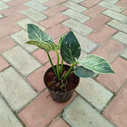 Philodendron Birkin in 4 Inch Plastic Pot