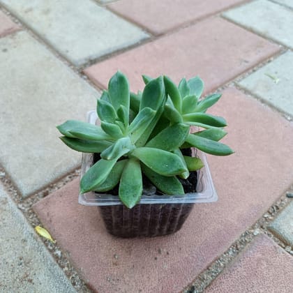 Red Tipped Succulent in 3 Inch Plastic Pot