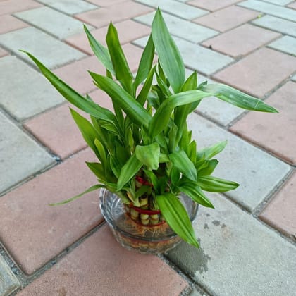 2 Layer Lucky Bamboo in Glass Bowl