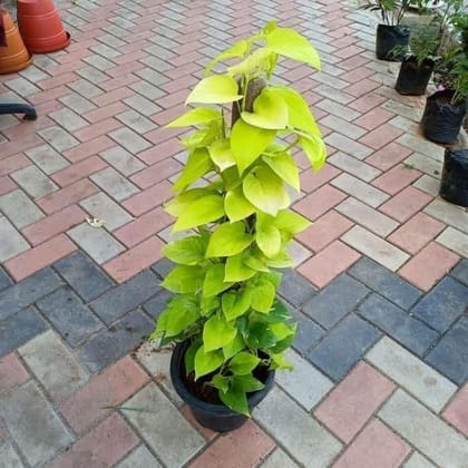 Money Plant Golden with 3 ft Moss Stick in 10 Inch Plastic Pot