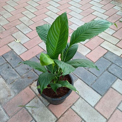 Peace lily large (any colour) in 10 Inch Plastic Pot